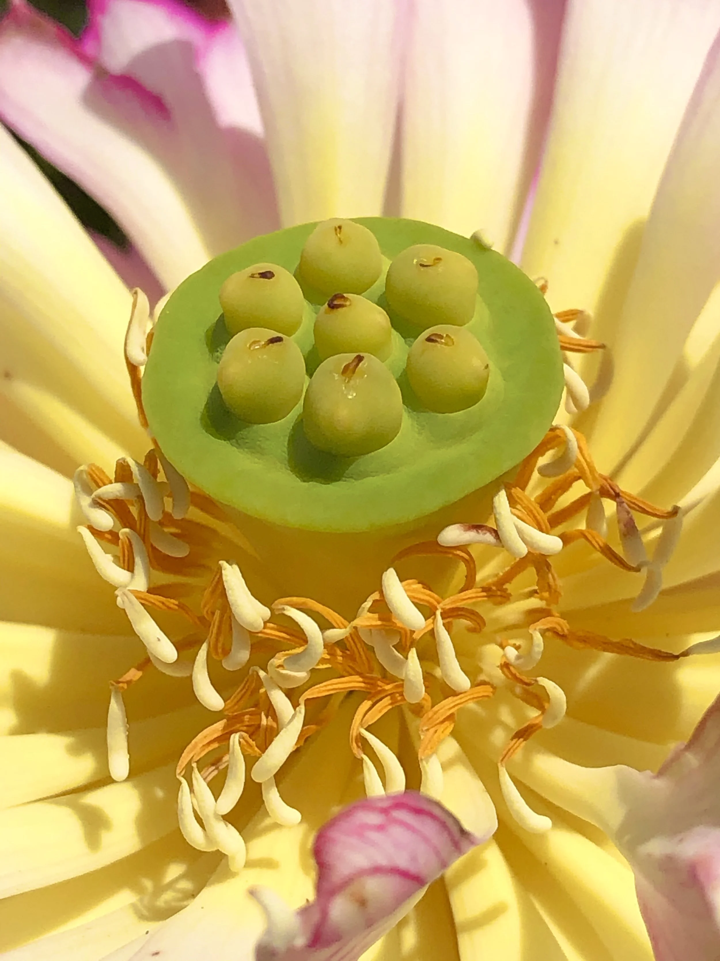 The keys to liberation: repose &amp; purification
