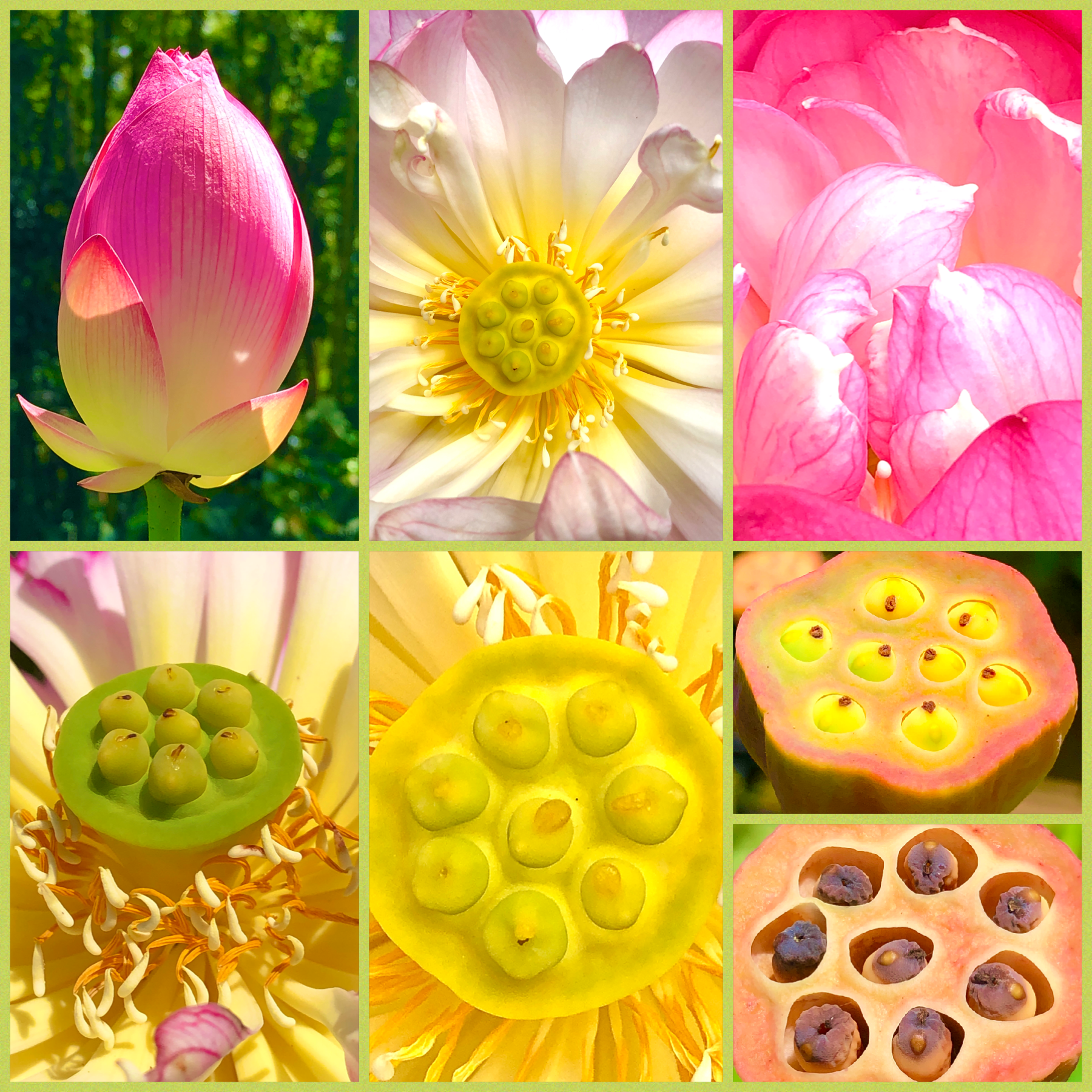 Why opening the heart is fundamental in Kuṇḍalinī practices - Part 2