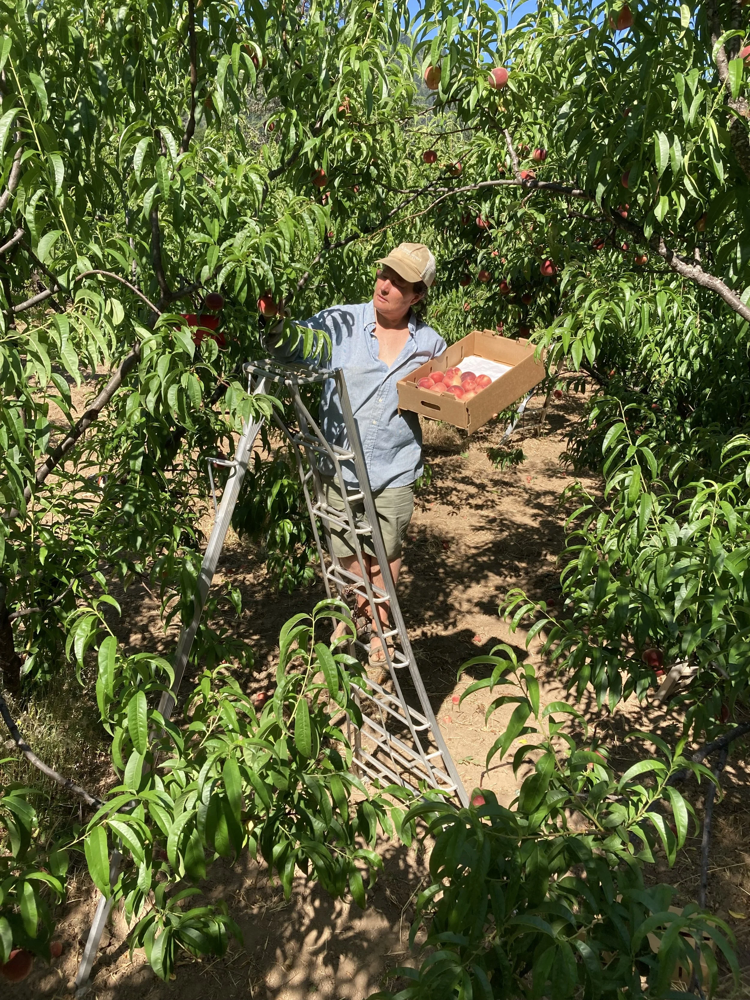 Amy Neukom picking peaches at Neukom Family Farm