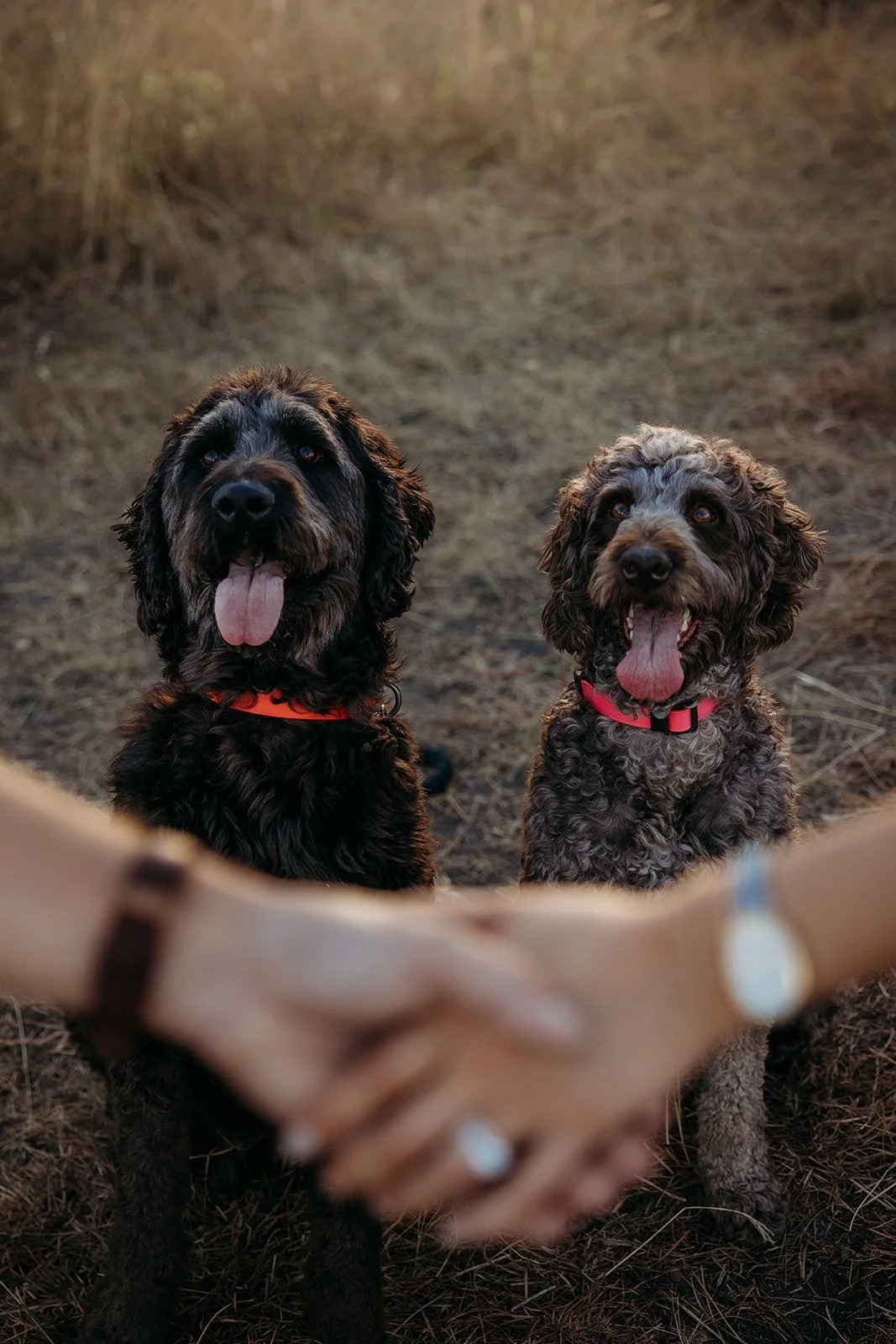 McKinney-TX-Photos-With-Dogs (12).jpg