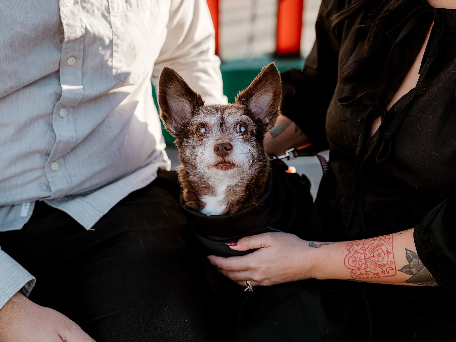 Photos-With-Your-Dog-DFW-11.jpg