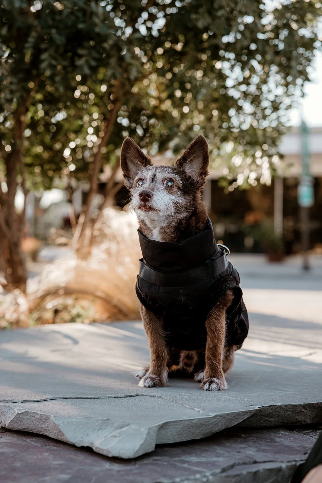 Photos-With-Your-Dog-DFW-12.jpg