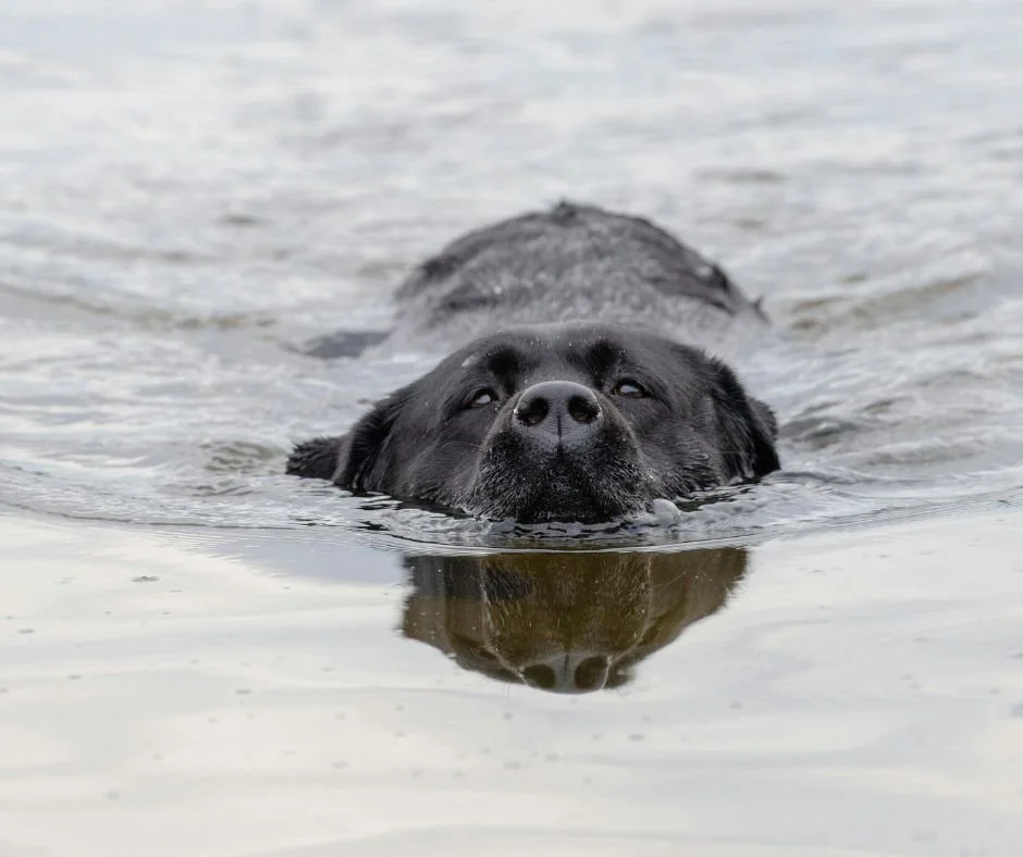 Protecting Your Dog from Leptospirosis