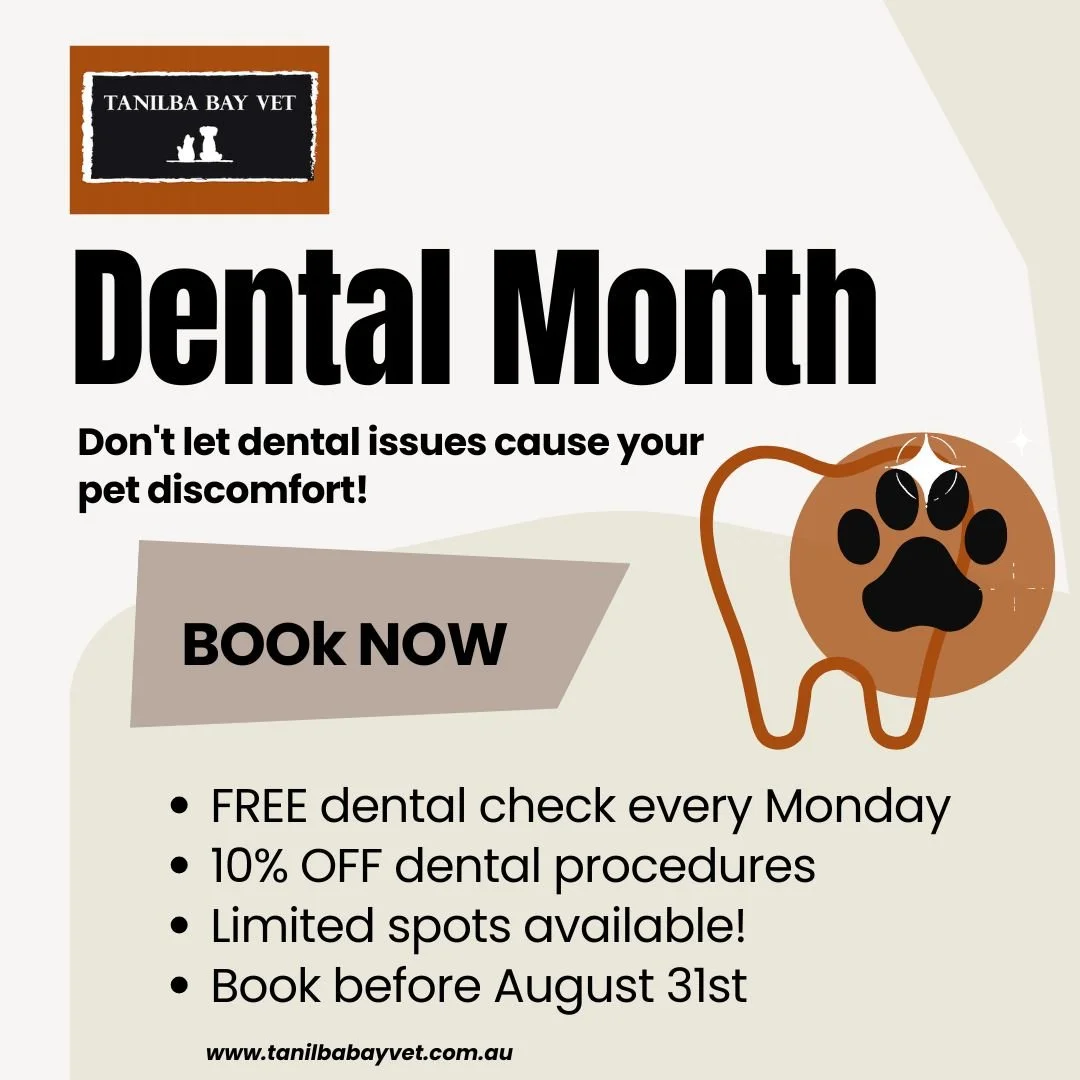 Dental Month at Tanilba Bay Vet