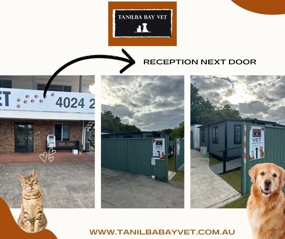 Temporary Reception Relocation at Tanilba Bay Vet