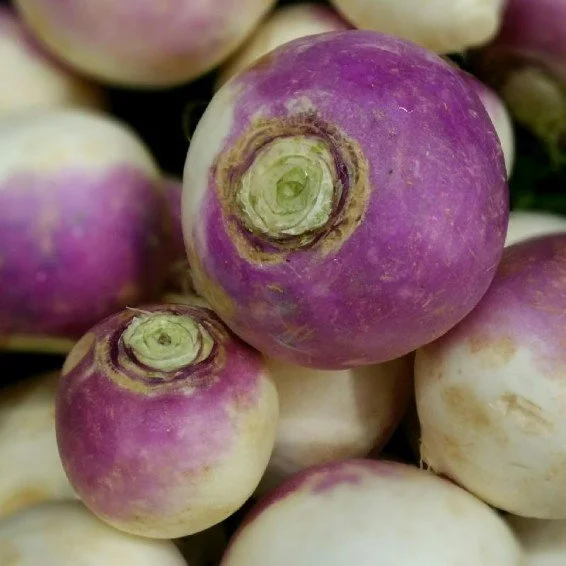 Purple-Top Turnips.jpg