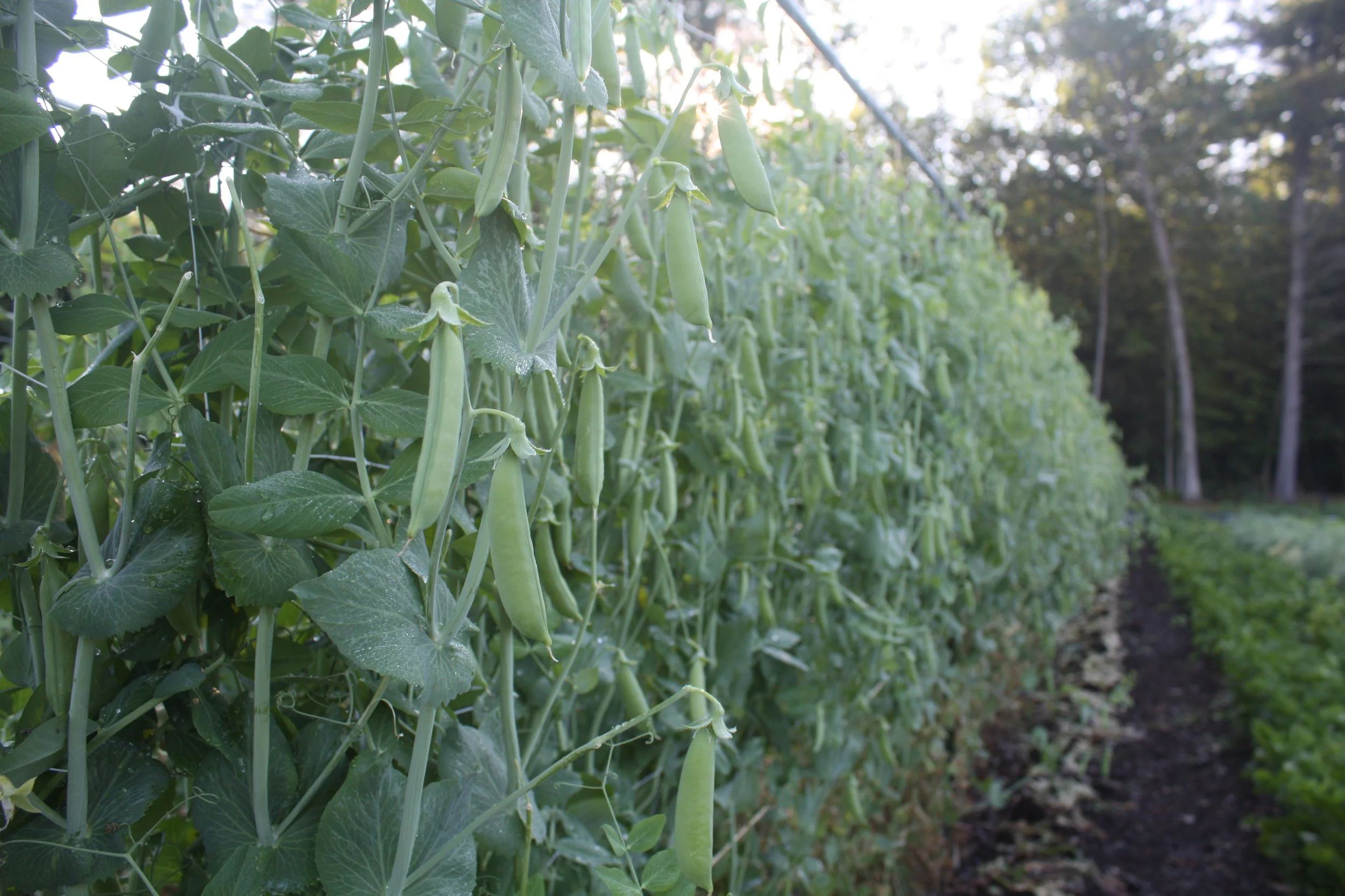CSA — Frith Farm