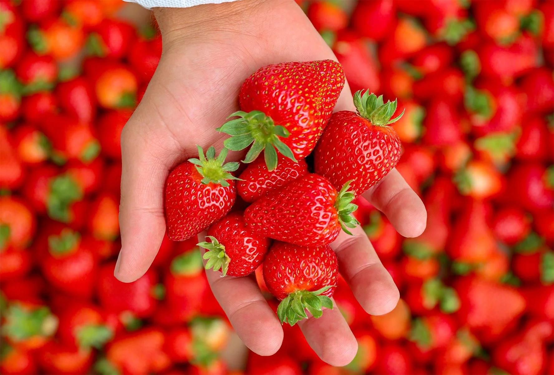 NFF - Strawberry - Greenhouse-09.jpg