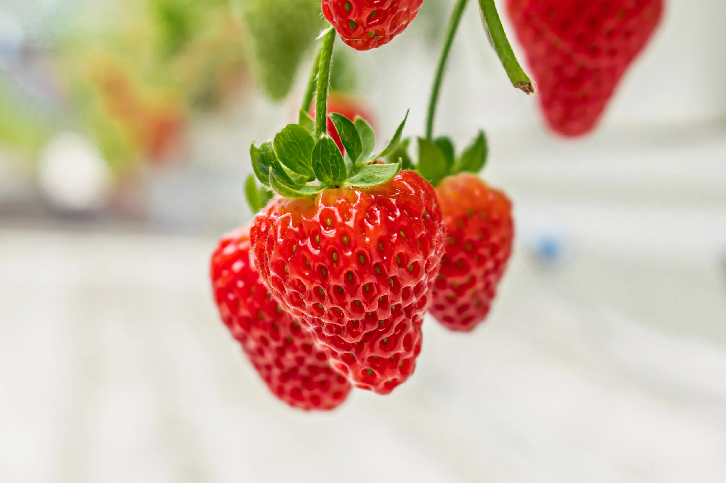NFF - Strawberry - Greenhouse-07.jpg