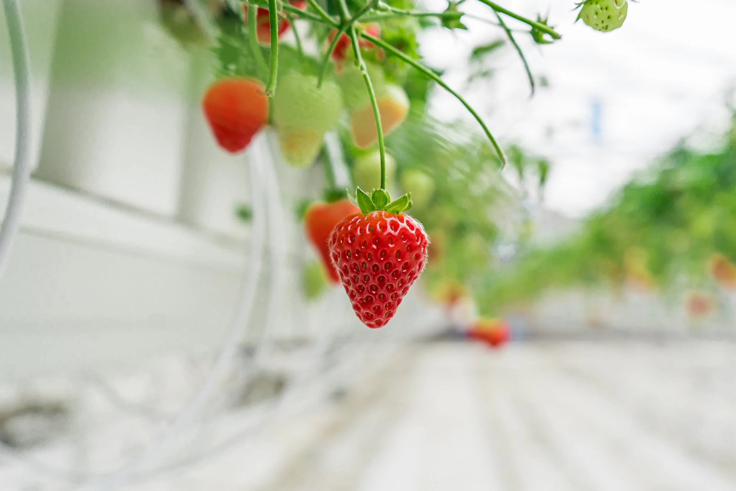 NFF - Strawberry - Greenhouse-03.jpg