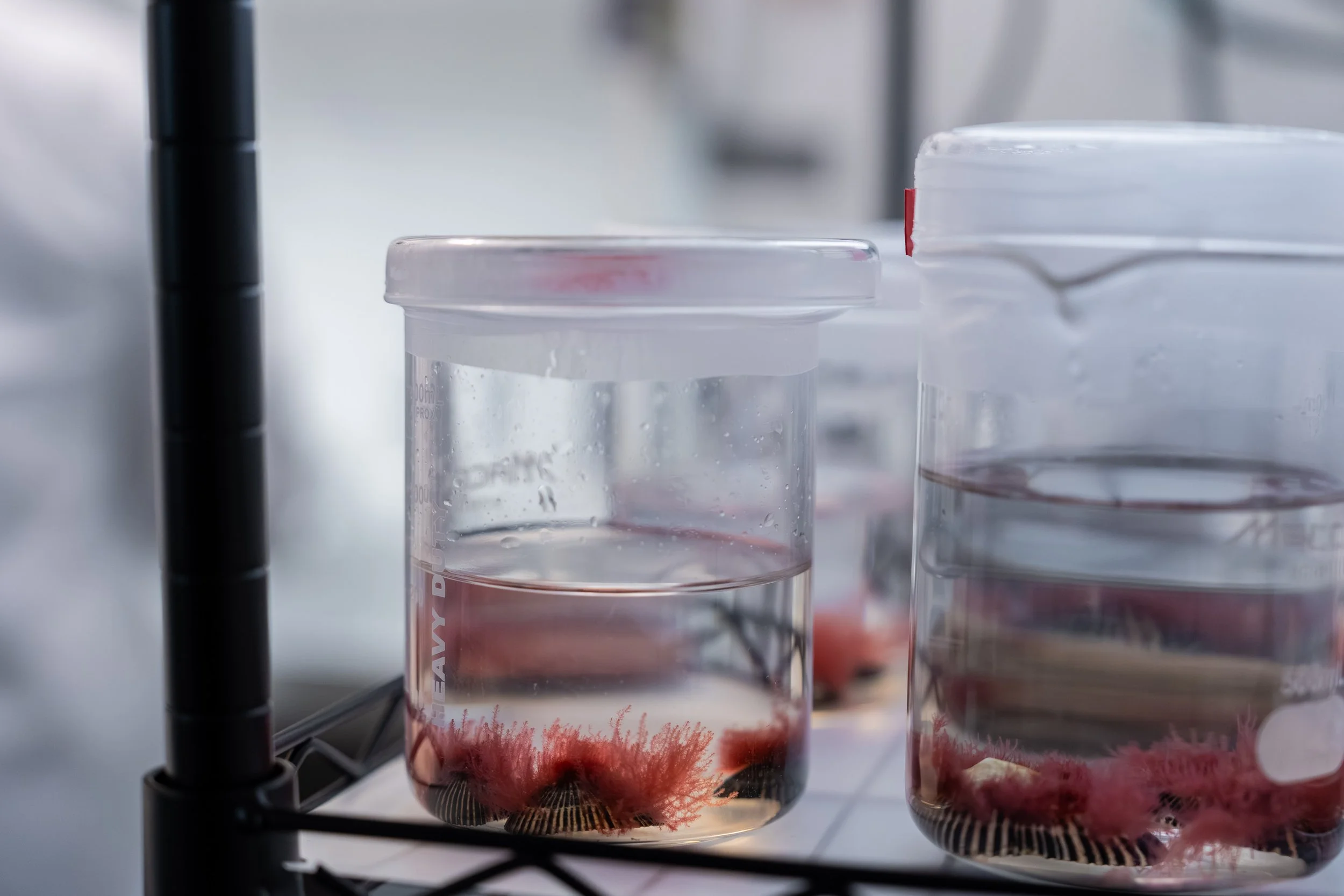 Symbrosia-Johnny Prehn-85 (1).jpg