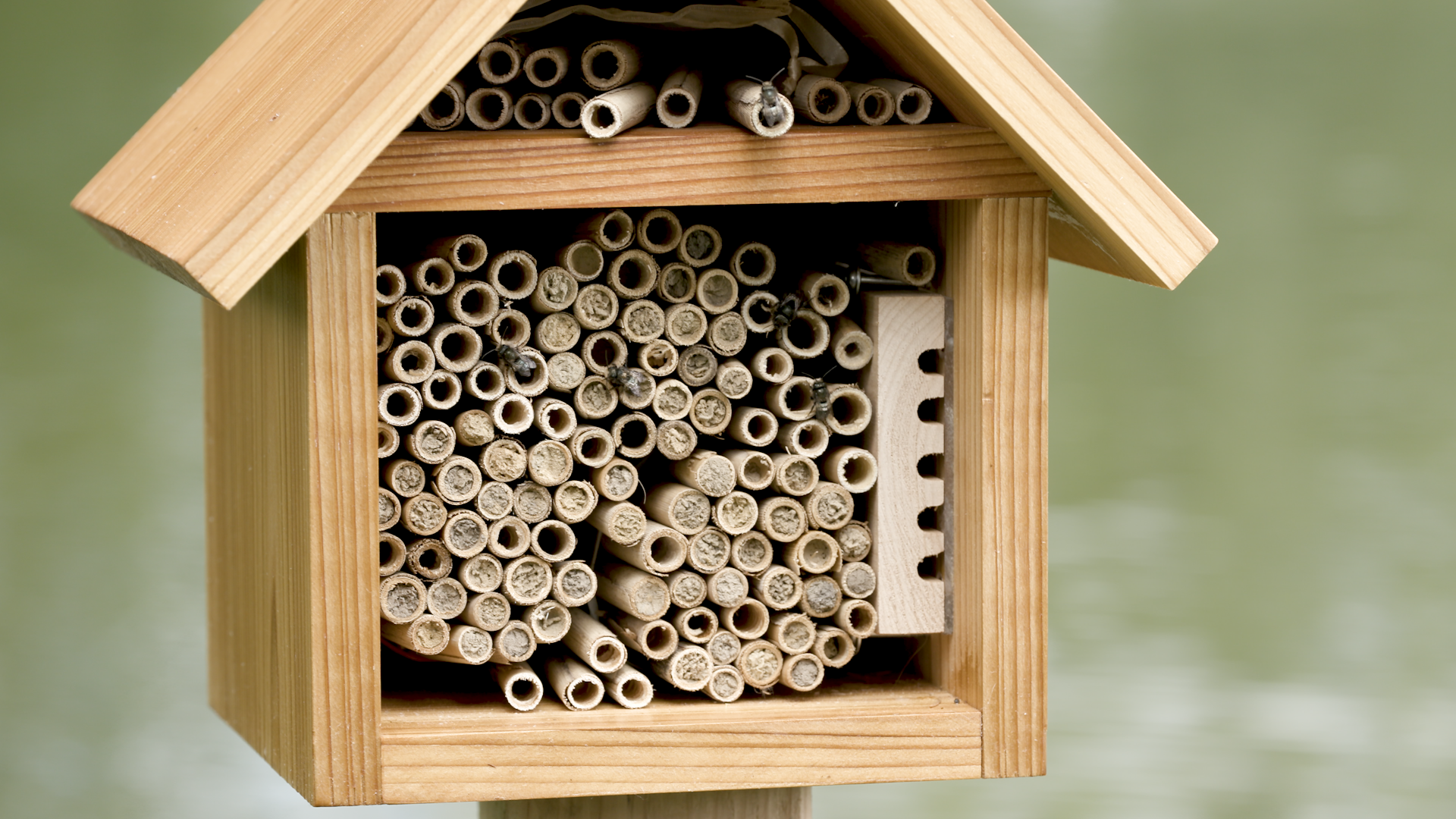 Osmia Bee | Raise Native Bees in your own Backyard