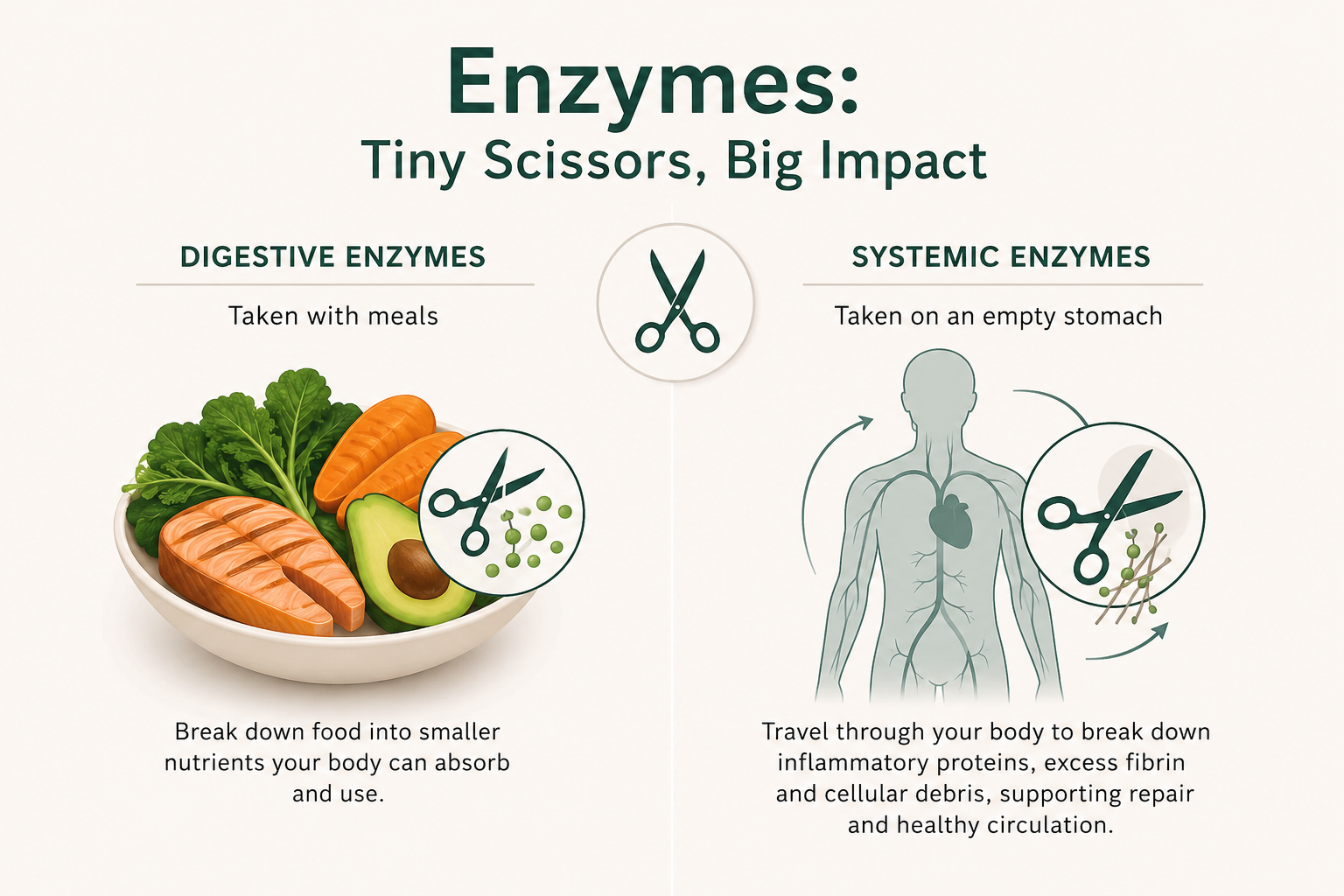 Enzyme Therapy: Understanding the Difference Between Digestive and Systemic Enzymes