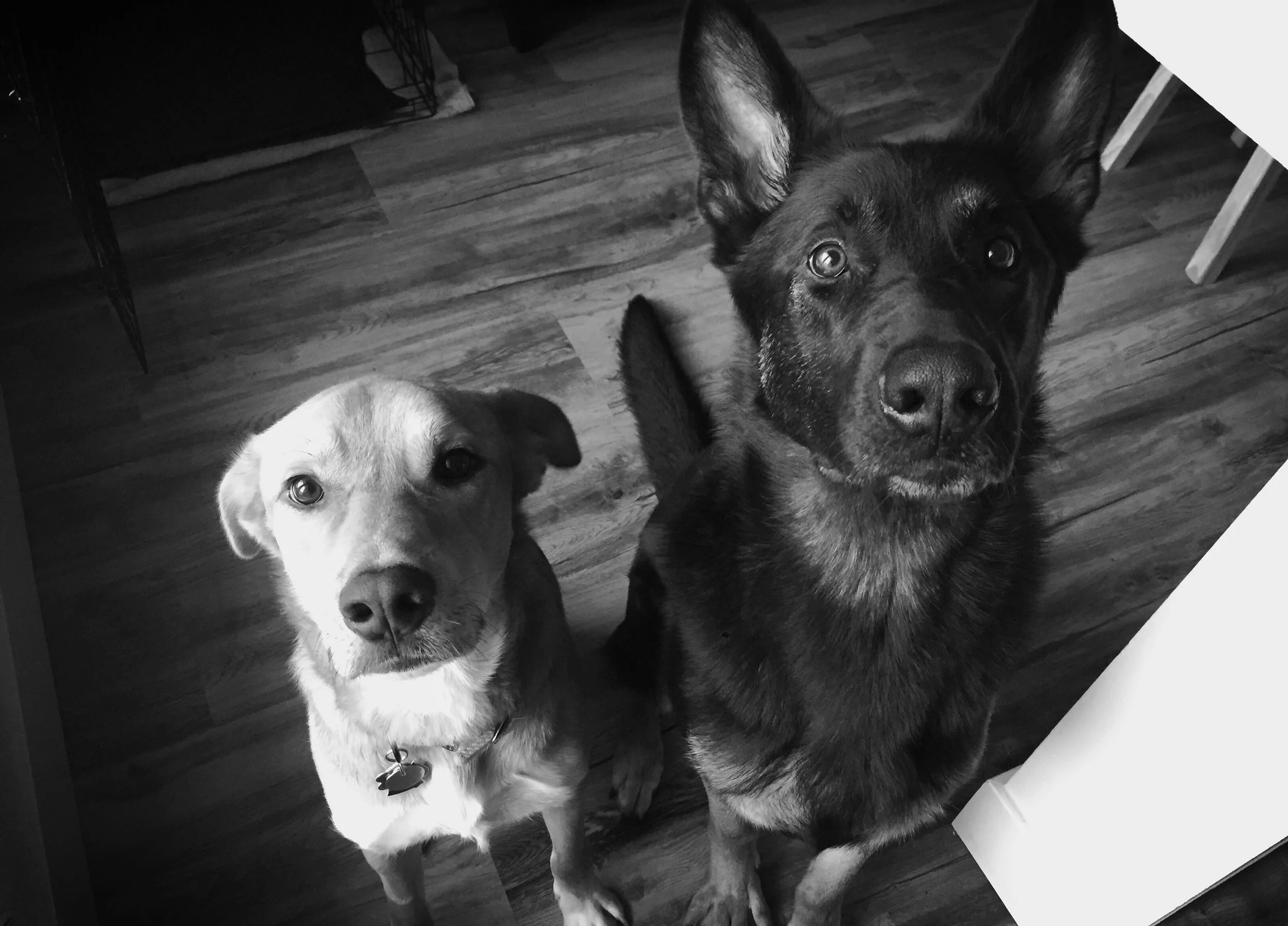 Em's dog's Chinook and Finley