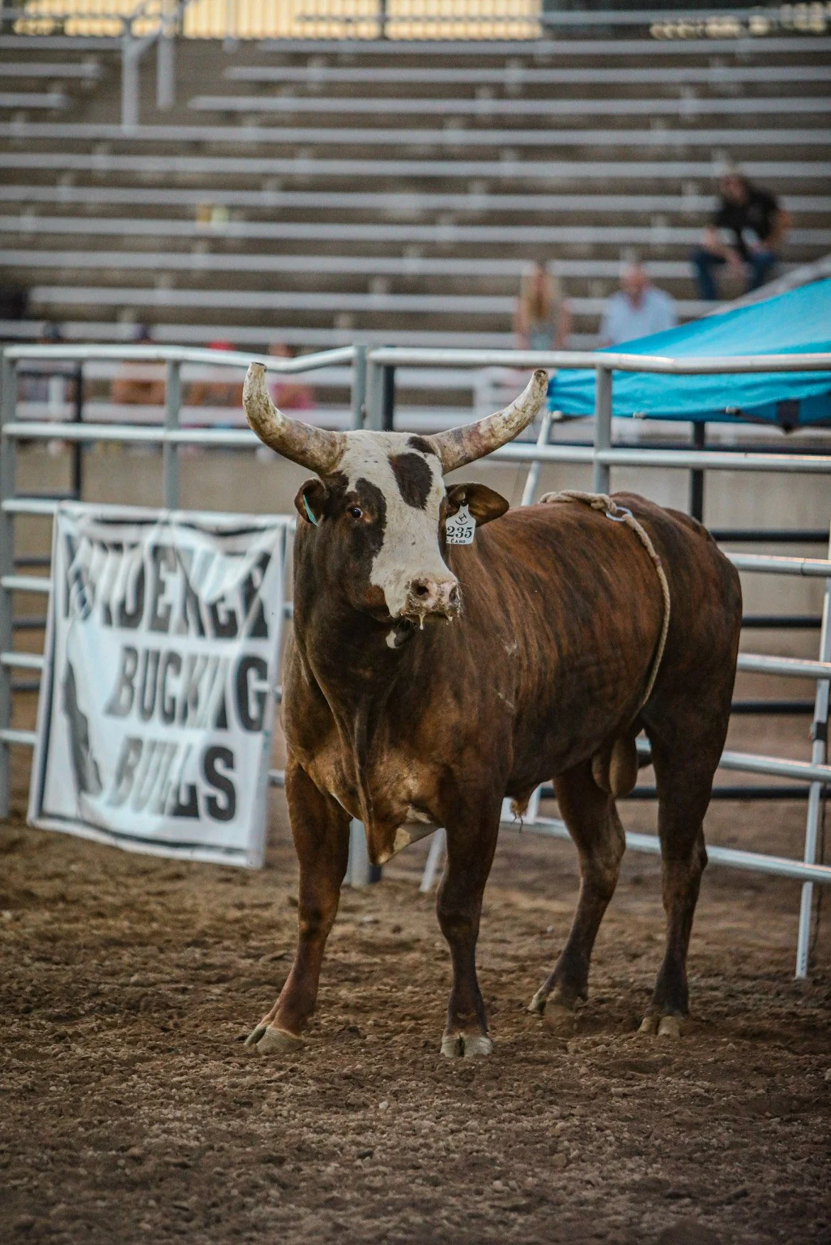 Bulls