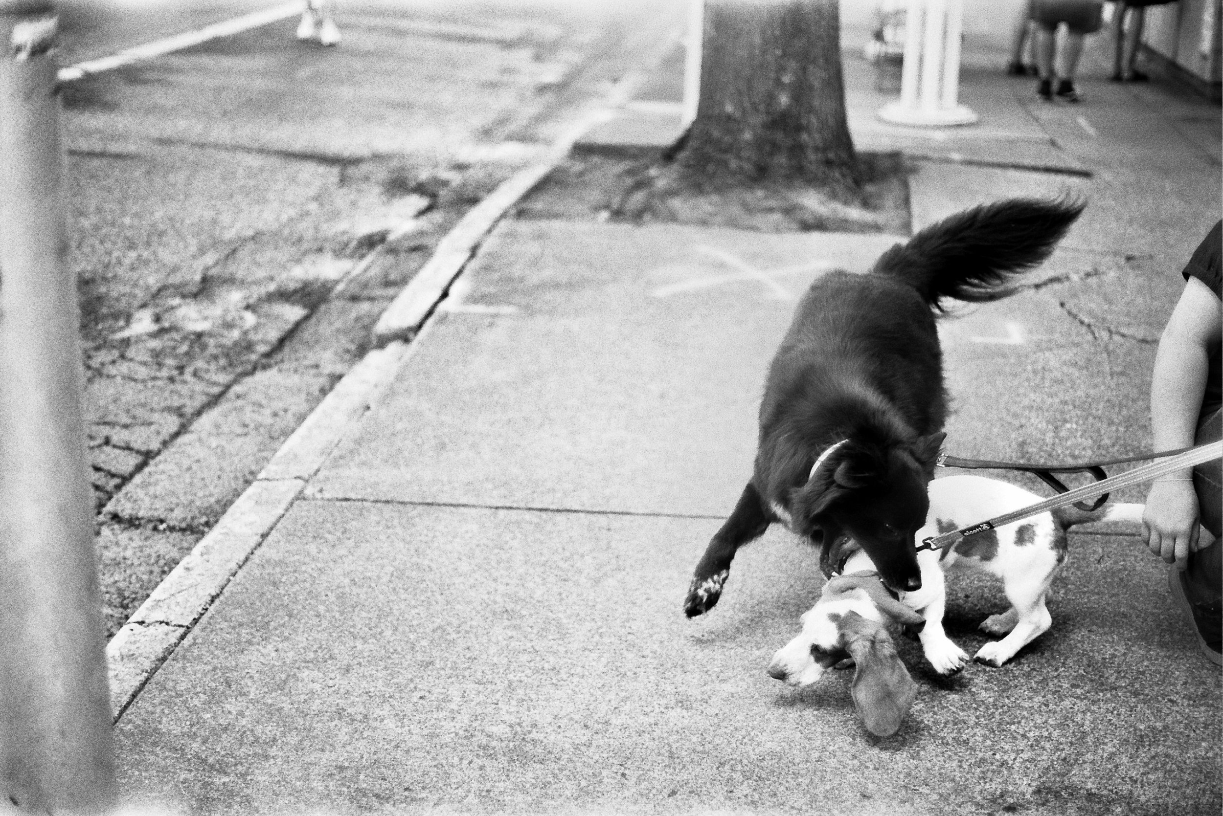 Ahren Gehrman "Best Friends".jpg