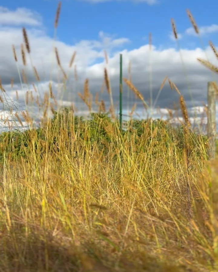 Perfectionist me has been side-eyeing this abandoned veggie garden as a fail all summer.

Today, all I see are beautiful wild grasses for a hand tied, foraged wreath. 🌾

This is your sign to look for the bright side.💫

Also, if you&rsquo;re interes