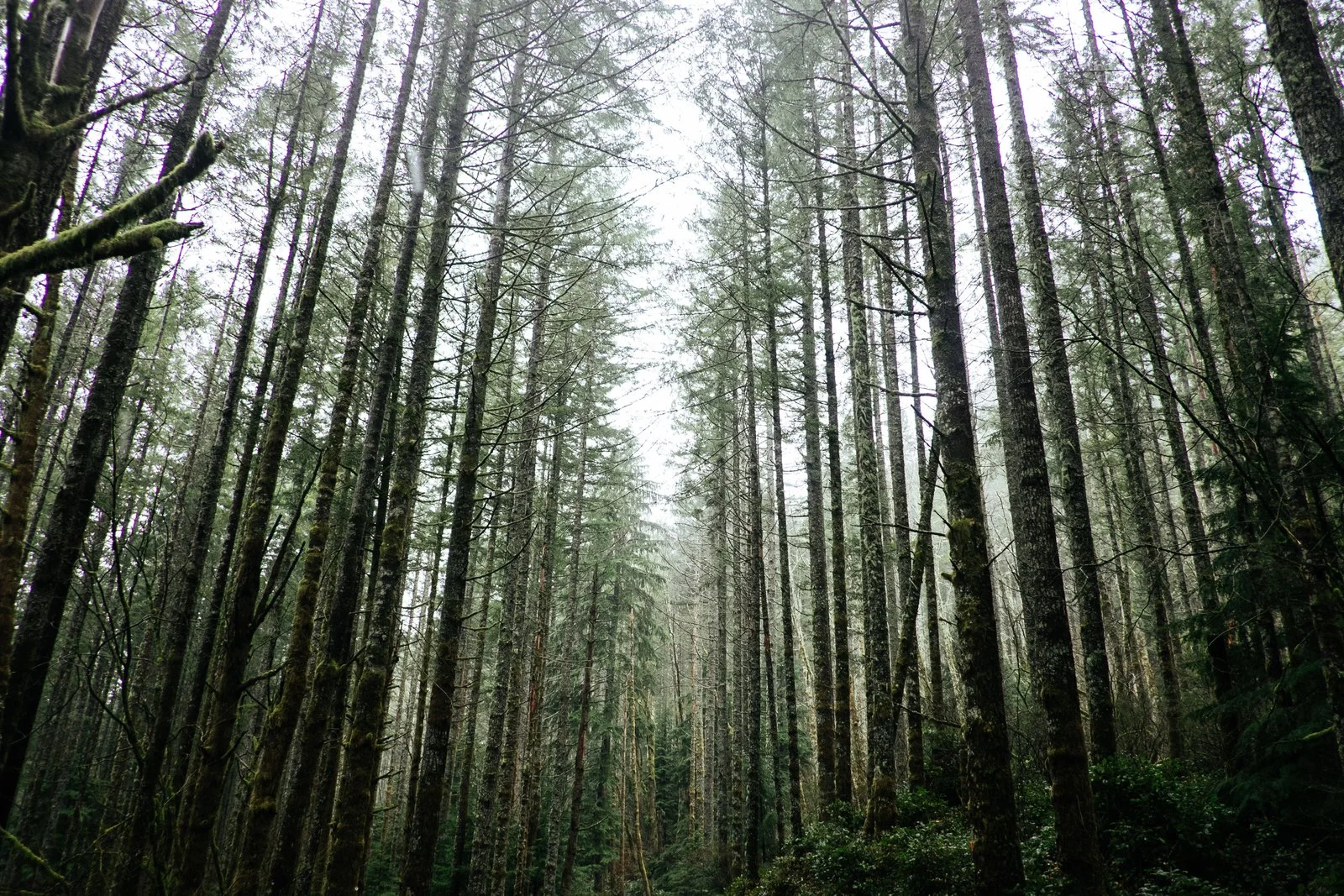 Regenerative Ecosystem