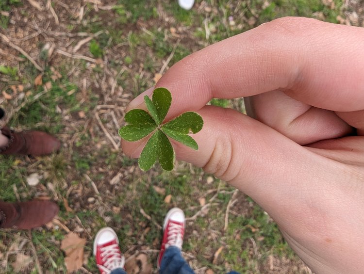 Four-leaf clover found during nature observation at TAO