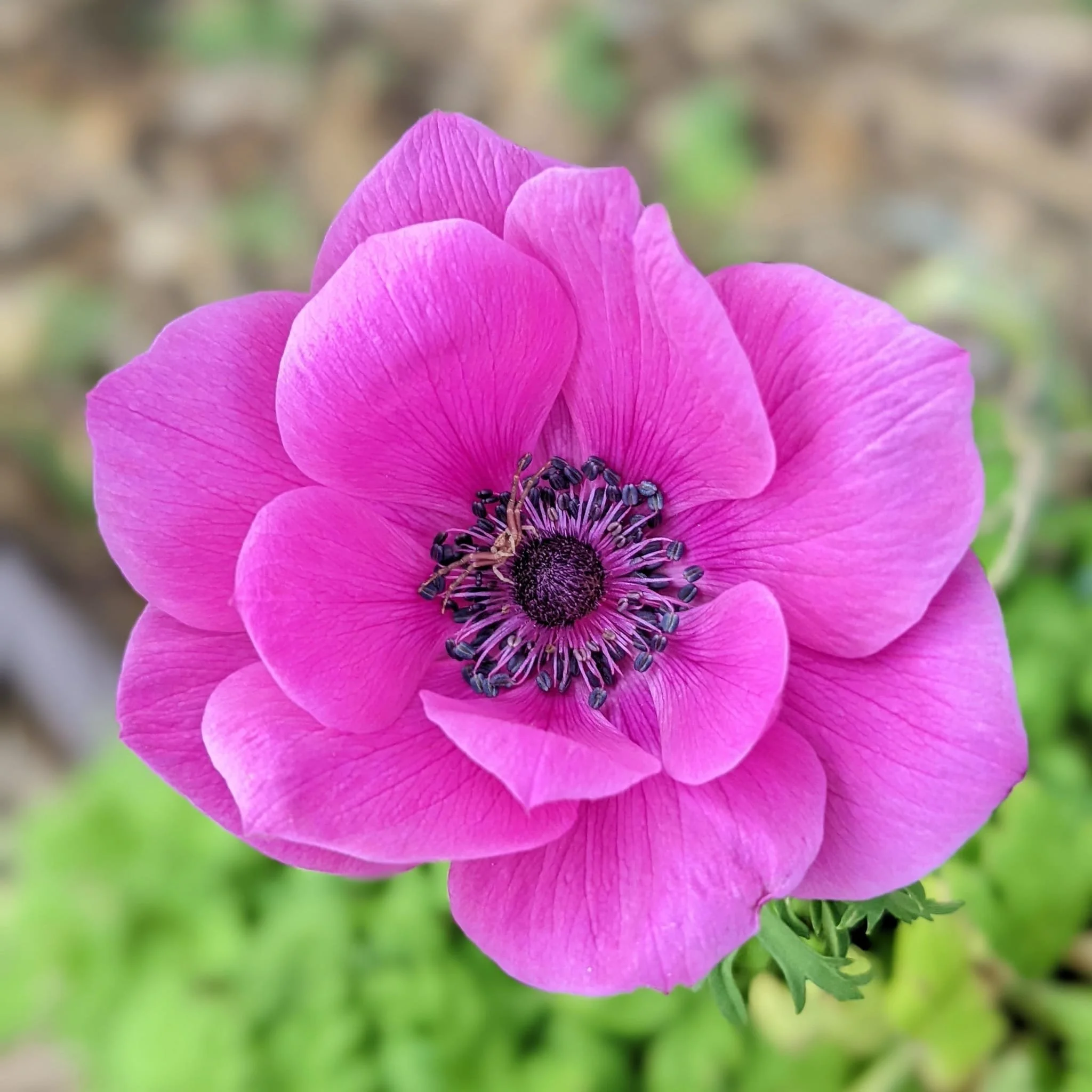A pink-purple flower with a dark center, photographed at The Academic Orchard
