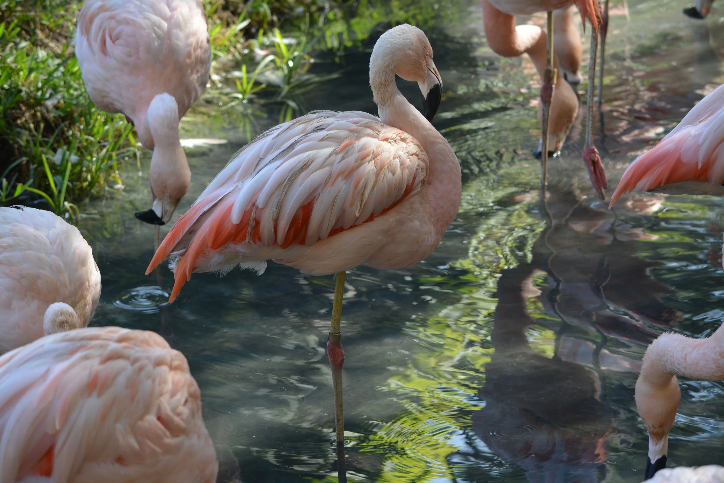 Pink Flamingo, Florida