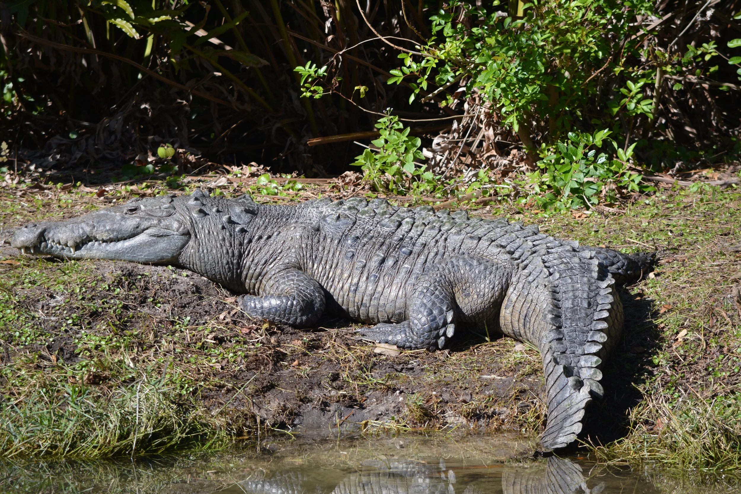 Big Gator, Florida