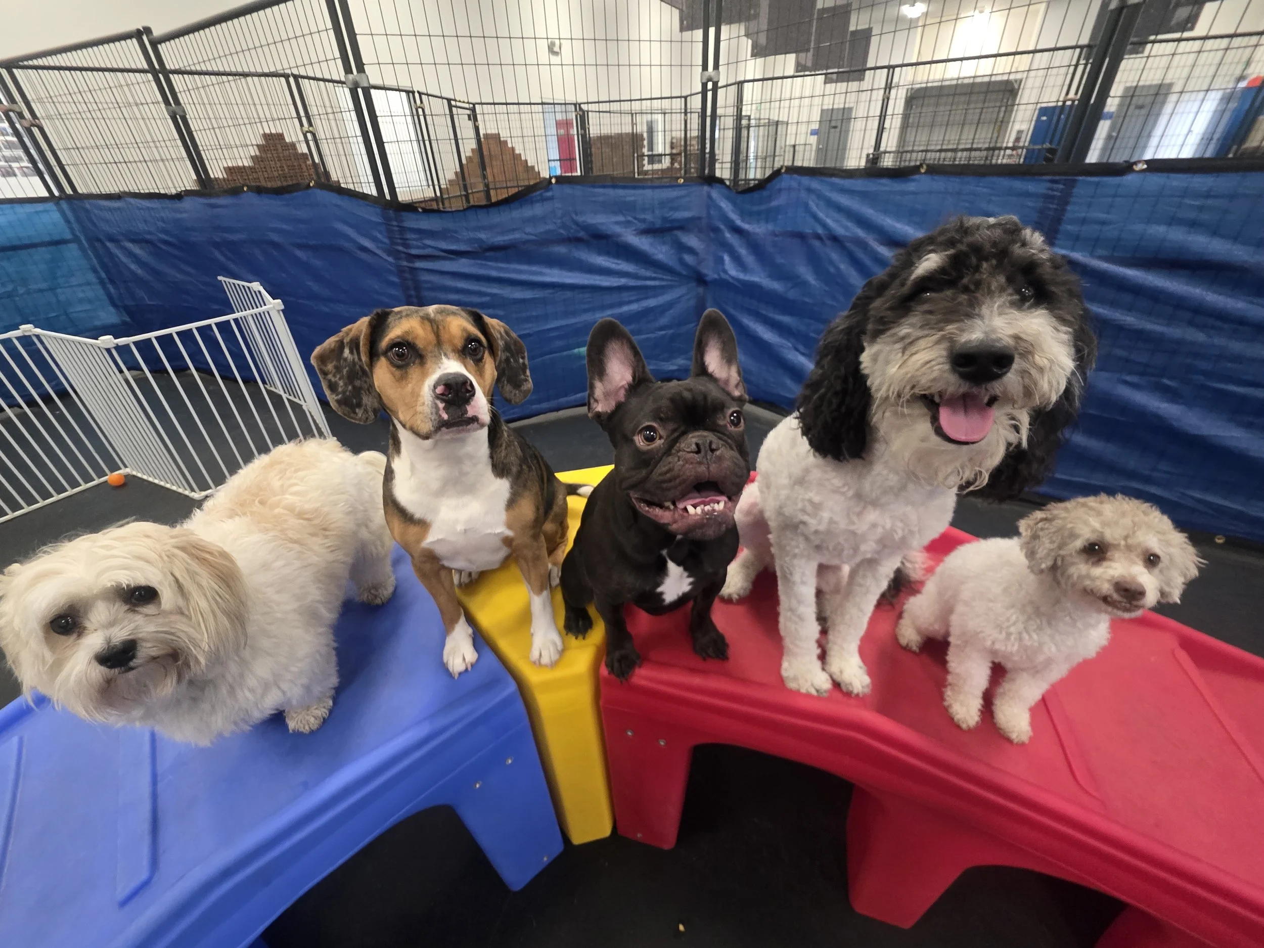 Group of seven dogs, including a small white dog, a brown and white dog, a black dog, and a larger black and gray dog with a beard, inside an indoor play area with blue and red barriers.