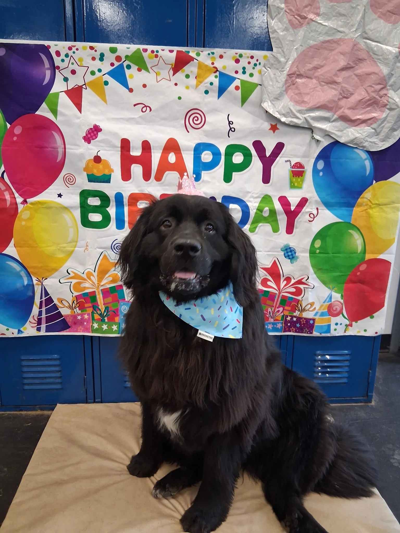 A black puppy with a white patch on its chest, sitting on a tan cushion, wearing a blue bandana with colorful sprinkles, in front of a 'Happy Birthday' banner decorated with balloons, stars, and confetti, possibly at a birthday celebration.