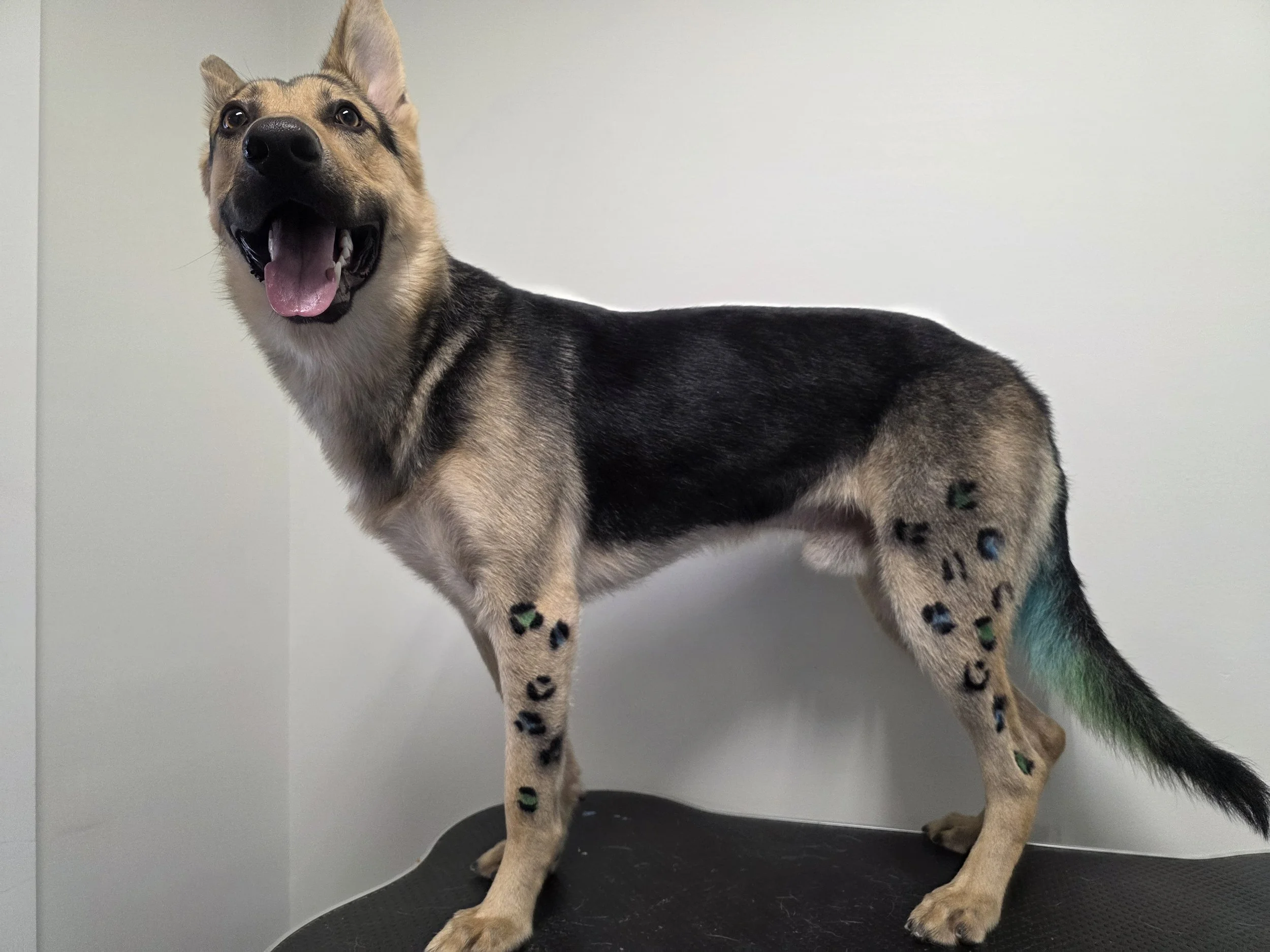 A brown and black dog with a happy expression, standing on a black surface against a plain light-colored wall.