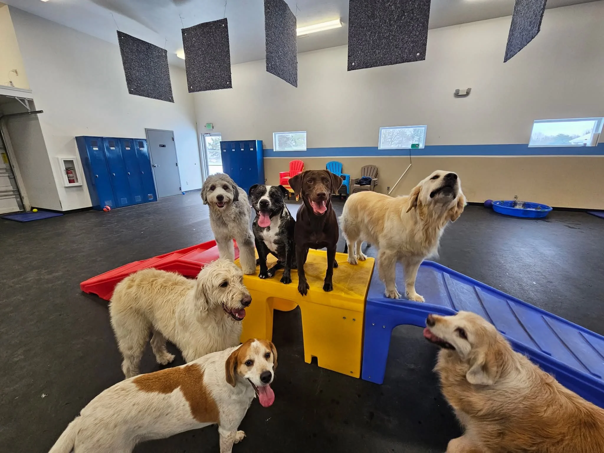 A group of dogs inside a dog daycare or play area, some standing on colorful plastic beds and others on the floor, with blue lockers and windows in the background.