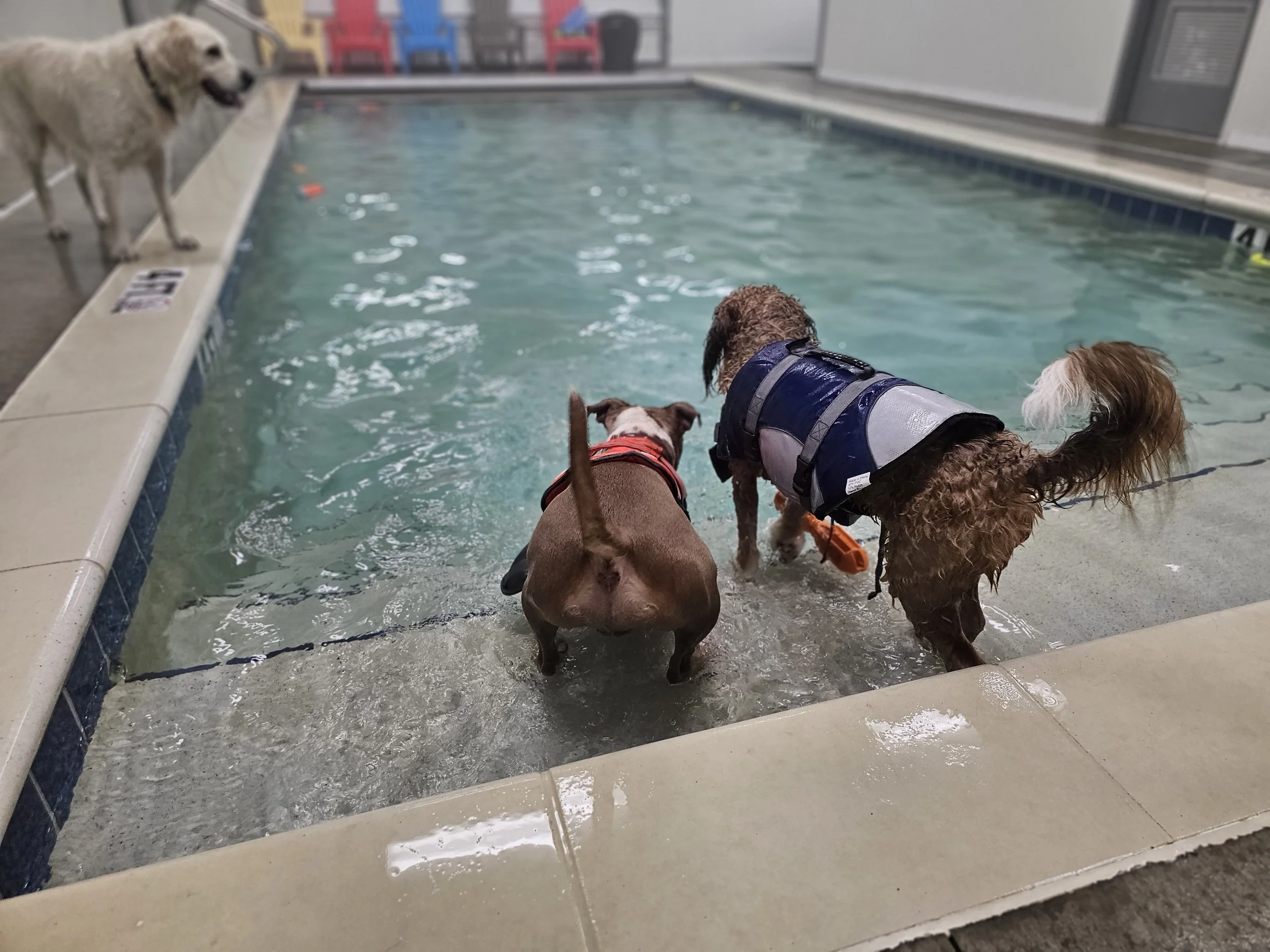 Three dogs in a swimming pool with a dog in the background on the pool edge.