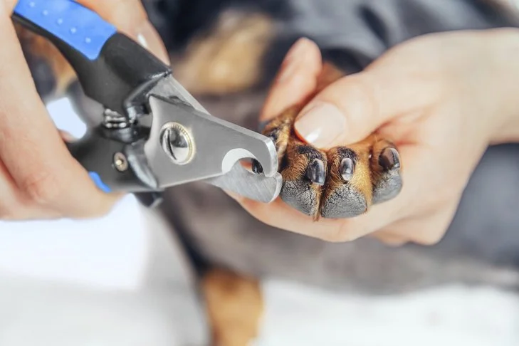 A person trimming a dog's toenails with pet nail clippers.