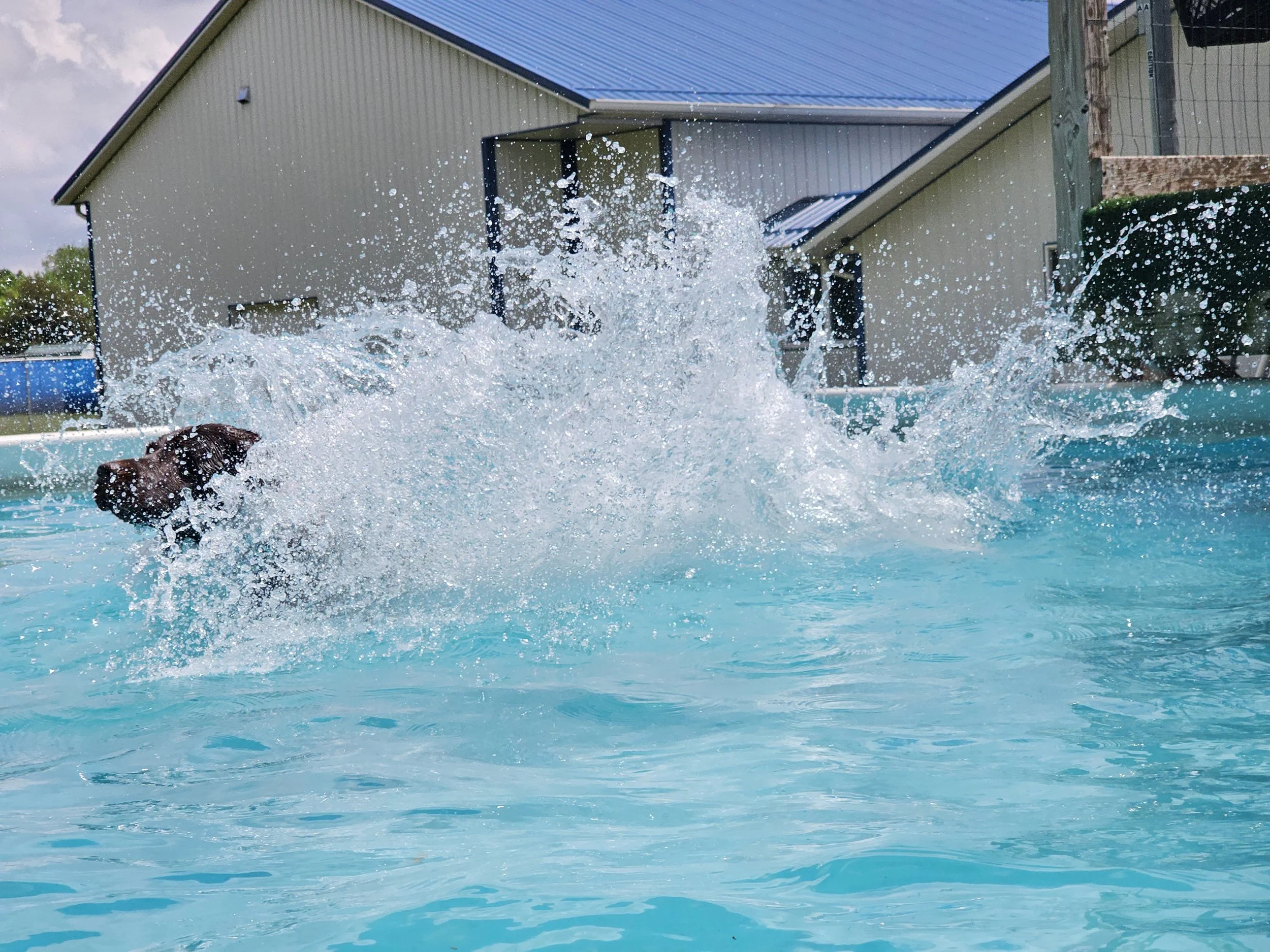 Dog splashing and swimming in a backyard pool with a house and a fence in the background.