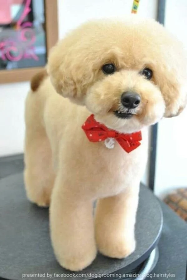 Professional grooming services, Full Groom, Mini groom, Nail trim, Bathing services.
