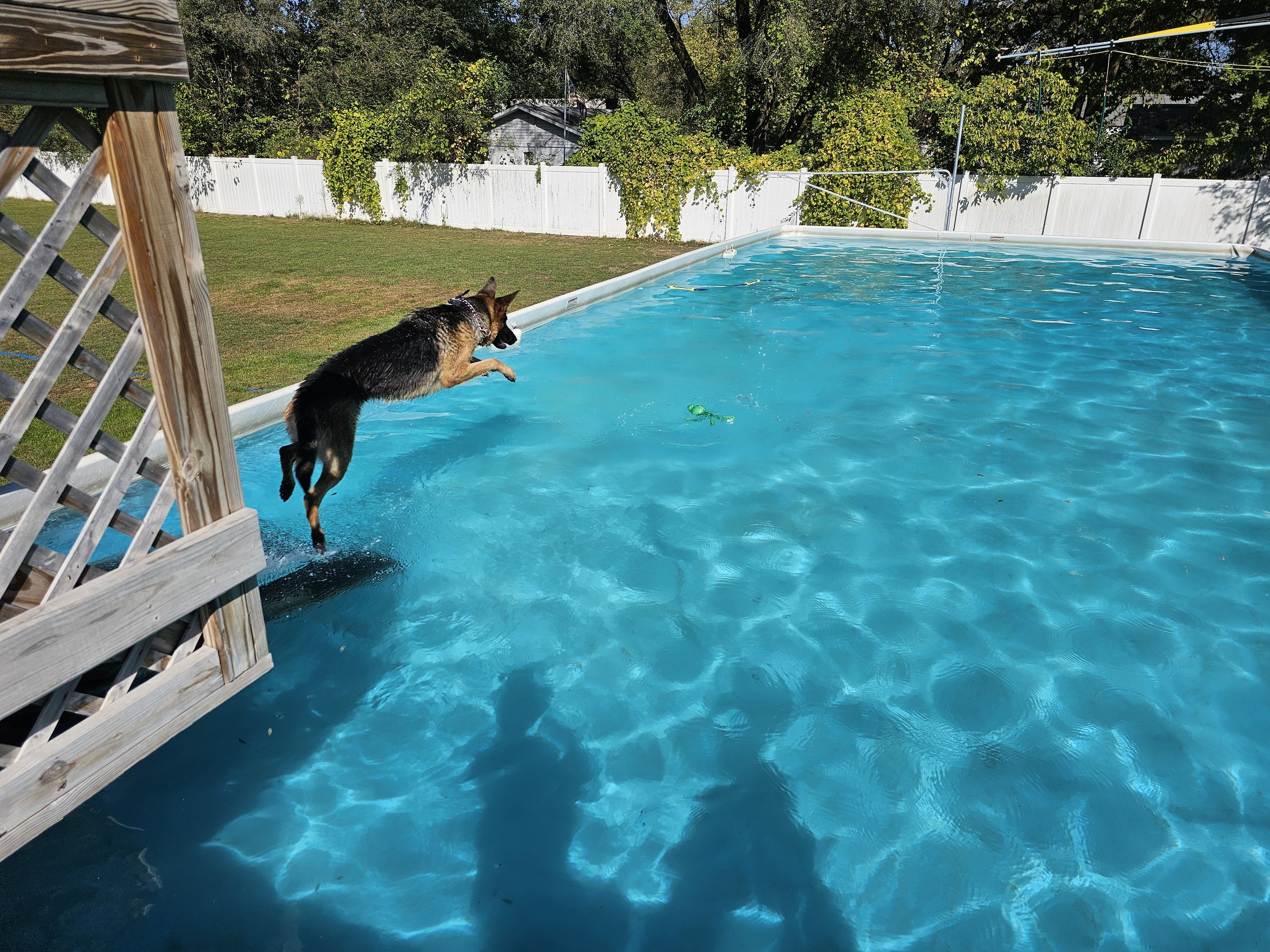 Dog jumping into a swimming pool from a wooden deck in a backyard, with a white fence and green trees in the background.
