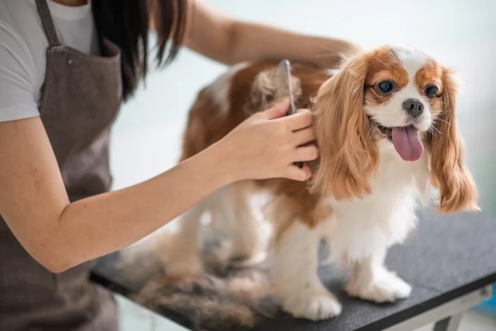 A veterinarian is grooming a cute brown and white Cavalier King Charles Spaniel dog on a grooming table.