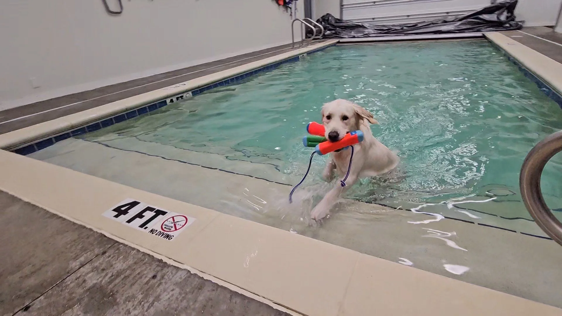 A white dog in a swimming pool holding a toy with multiple colors in its mouth, with a sign on the pool edge indicating a 4-foot depth and no diving.