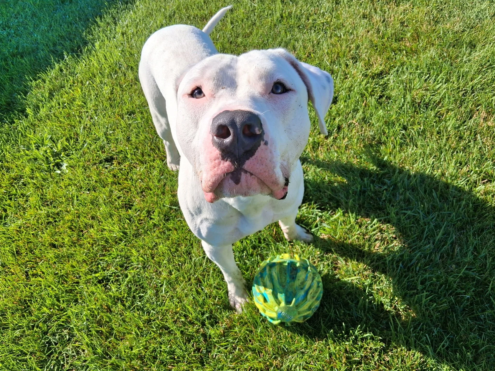White dog with a black nose standing on green grass, looking up at the camera, with a colorful ball in front of its paws.