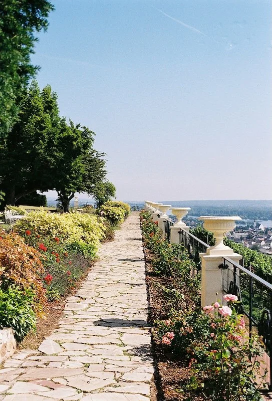 Blick über die Weinberge im Rheingau nahe Schloss Johannisberg an einem Hochzeitstag