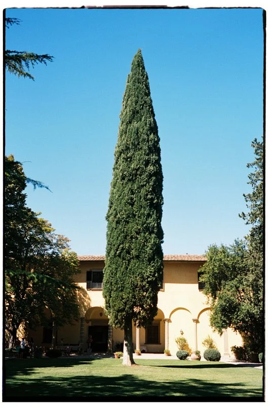 Cypress tree in front of Villa Il Poggiale, analog photo on 35mm film with film borders