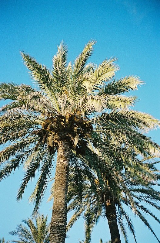 Palme vor strahlend blauem Himmel in der Toskana