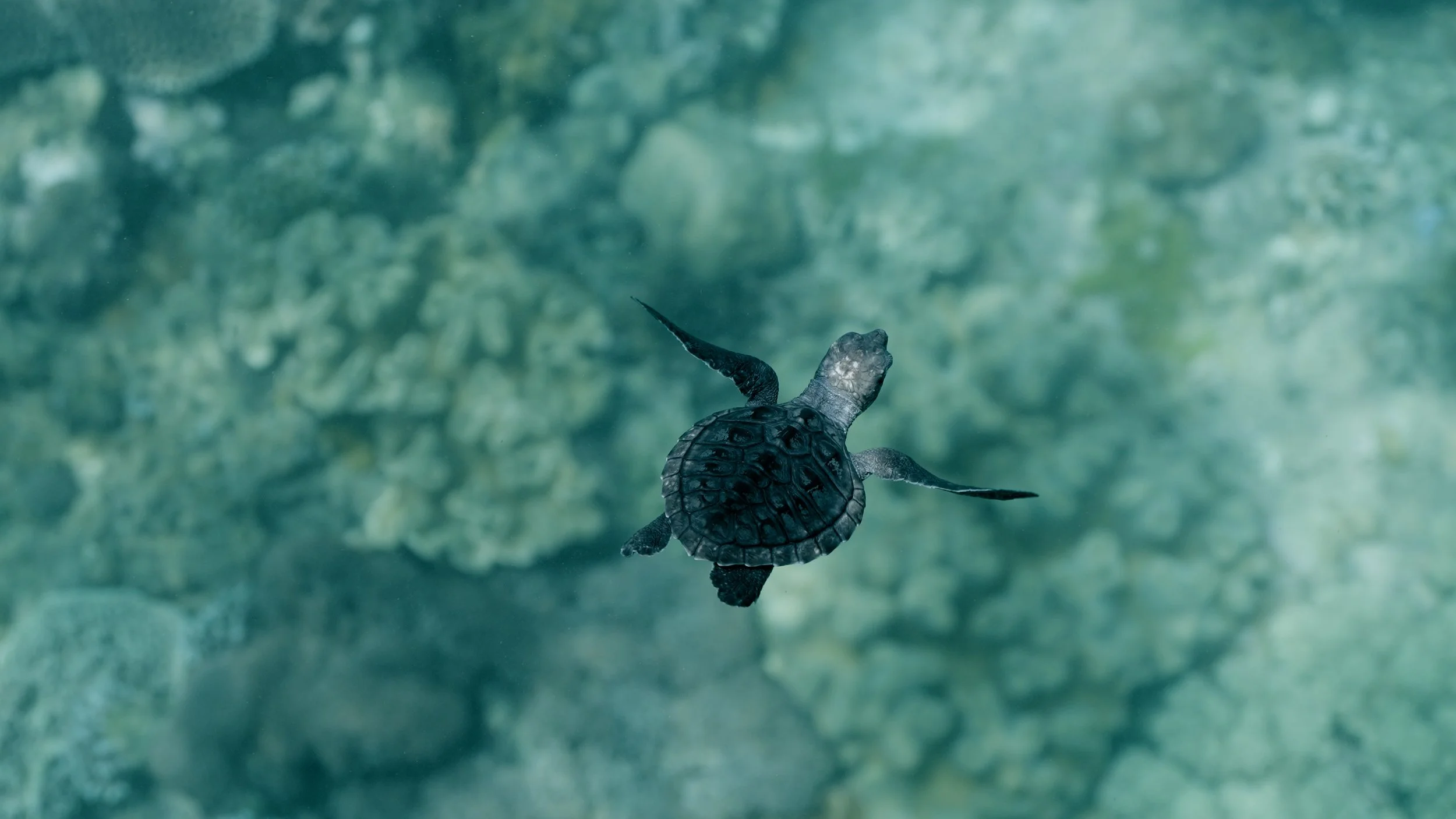 Actual FIlm.00_01_11_21.Still009.jpg