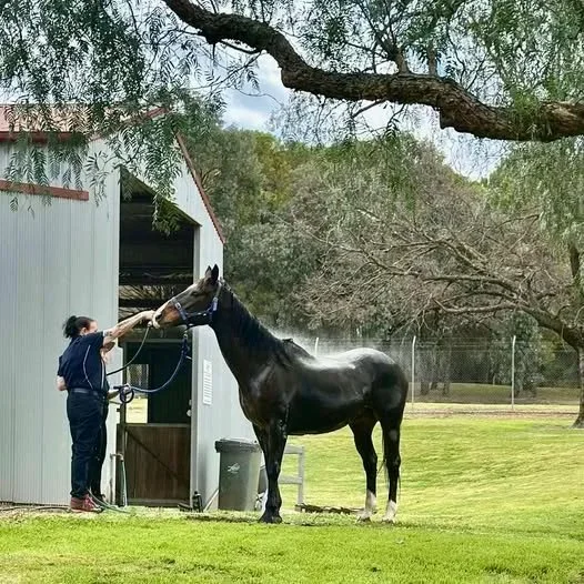 A woman in navy uniform standing outside a stable, holding a black horse's reins, near a trash can. The stable has a partially open door, and there are trees and a grassy field in the background.
