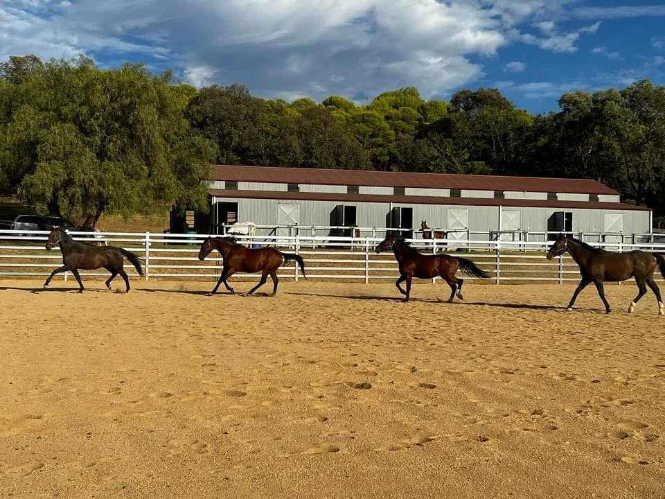 Four brown horses trotting in an outdoor arena enclosed by a white fence, with a barn and trees in the background under a partly cloudy sky.