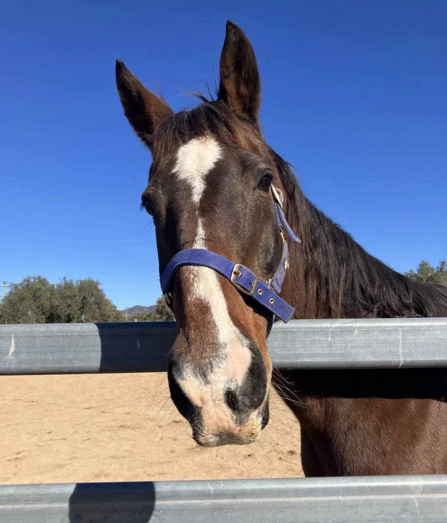 Close-up of a brown horse wearing a blue halter, standing behind a fence with a clear blue sky in the background.