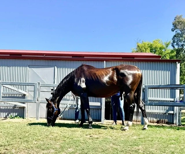 A dark brown horse grazing on grass in a paddock with a metal barn and fencing, under a clear blue sky.