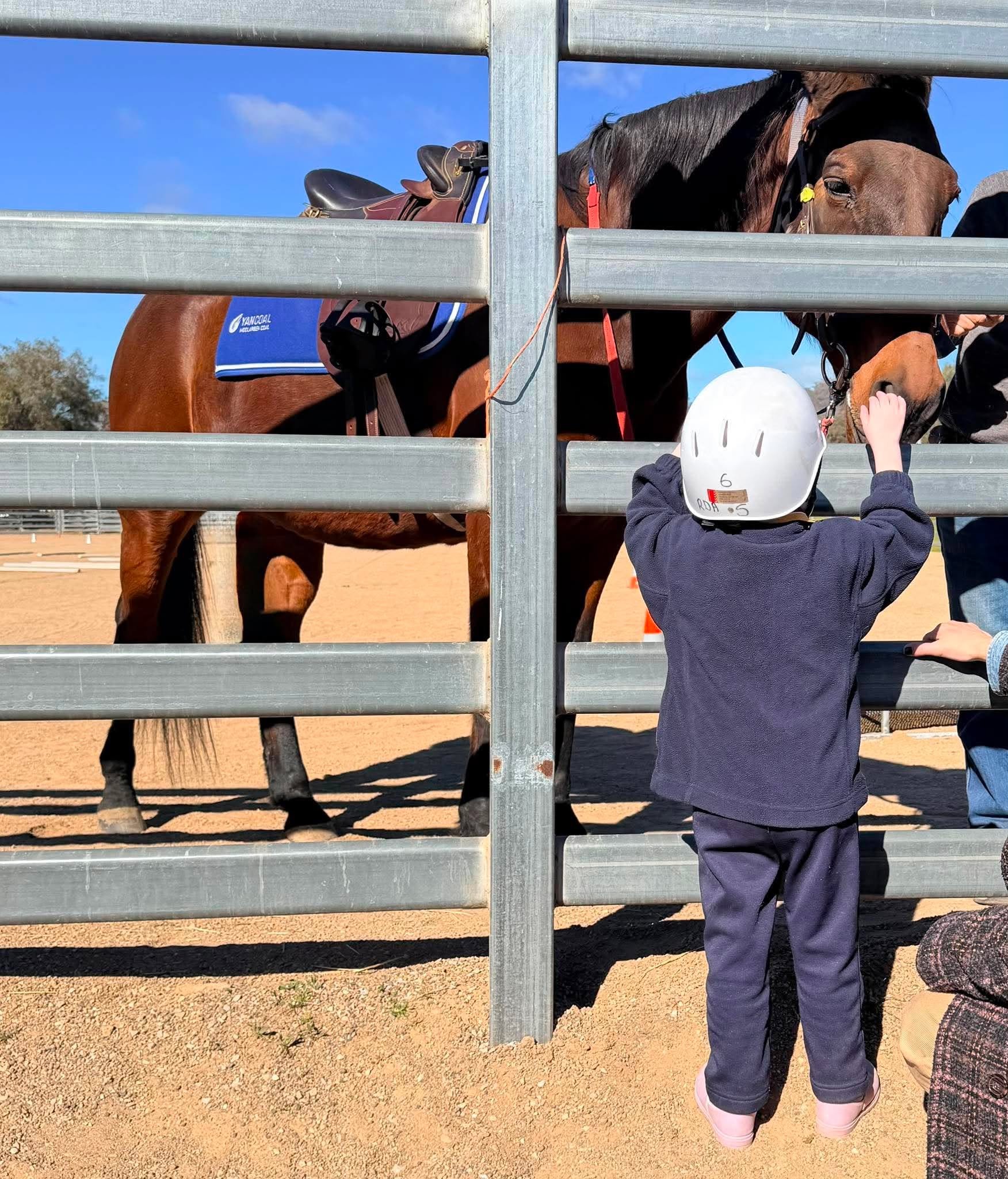 A young girl wearing a white helmet, dark jacket, and pink shoes is reaching through a metal fence to touch two brown horses. The horses are standing behind the fence, one with a saddle and the other with a halter, in an outdoor area with a sandy ground and clear blue sky.