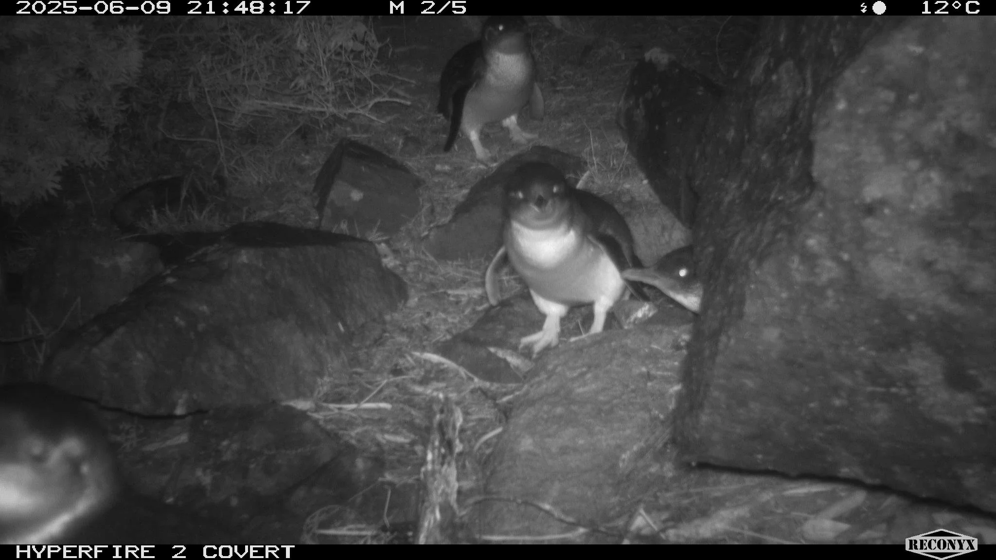 4Penguins.JPG