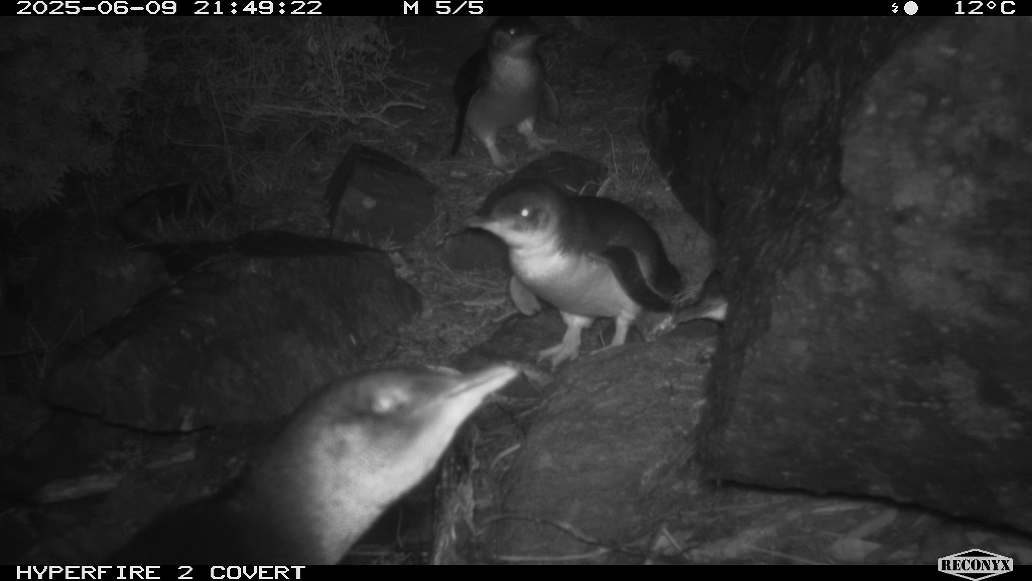 This Season’s Wildlife Camera Highlights