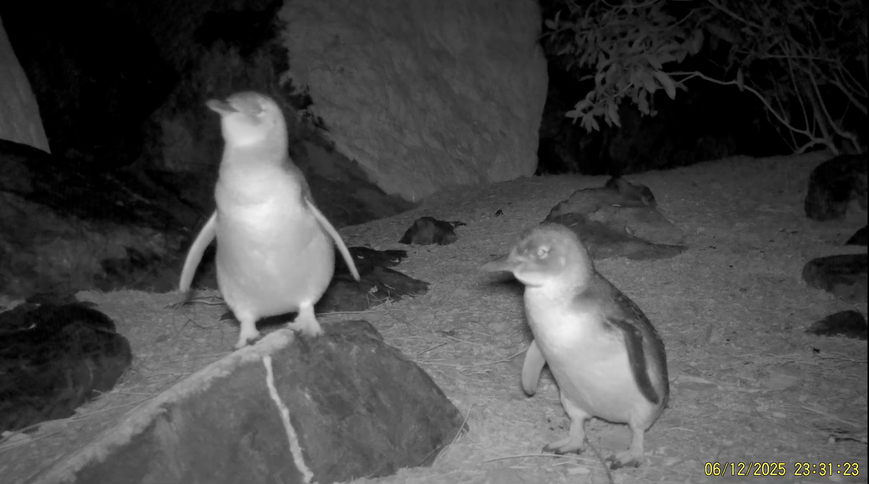 End of Season Breeding Results 2025